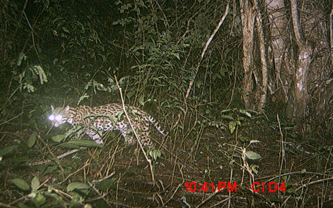 Conociendo los mamíferos de Sucre