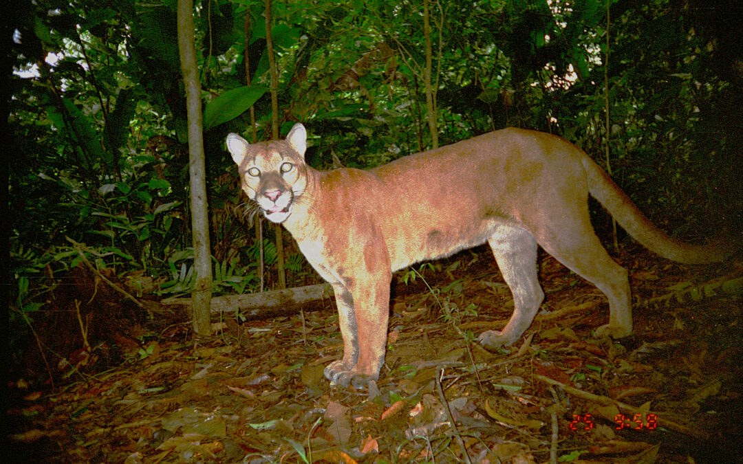 Espacio para un gran depredador