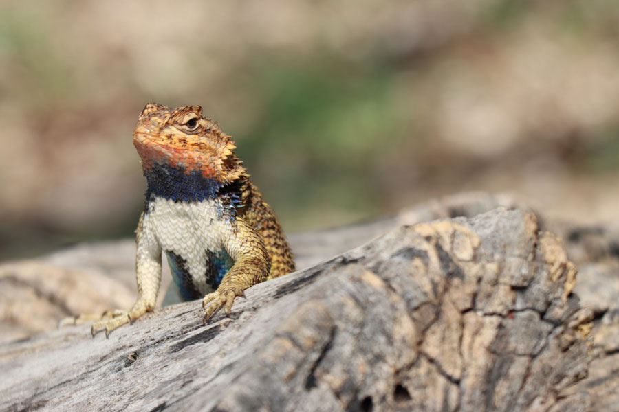 Addressing the Biodiversity Paradox: Mismatch between the Co-Occurrence of Biological Diversity and the Human, Financial and Institutional Resources to Address Its Decline