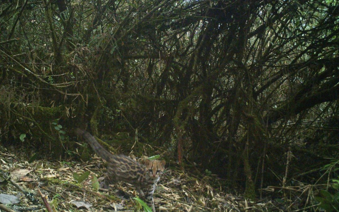 Spotting what’s important: Priority areas, connectivity, and conservation of the Northern Tiger Cat (Leopardus tigrinus) in Colombia